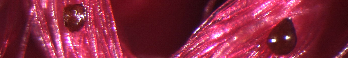 Microsatellites as seen down a microscope